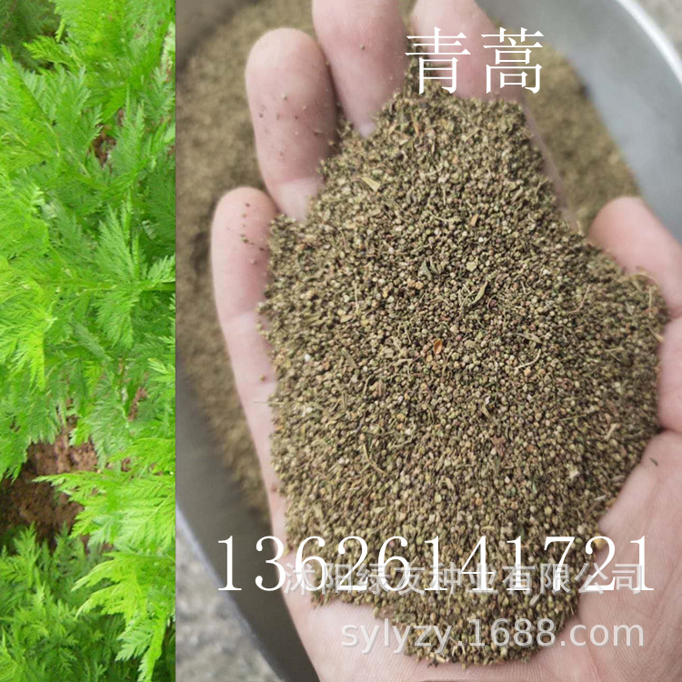 供应青蒿种子青蒿一年生草本