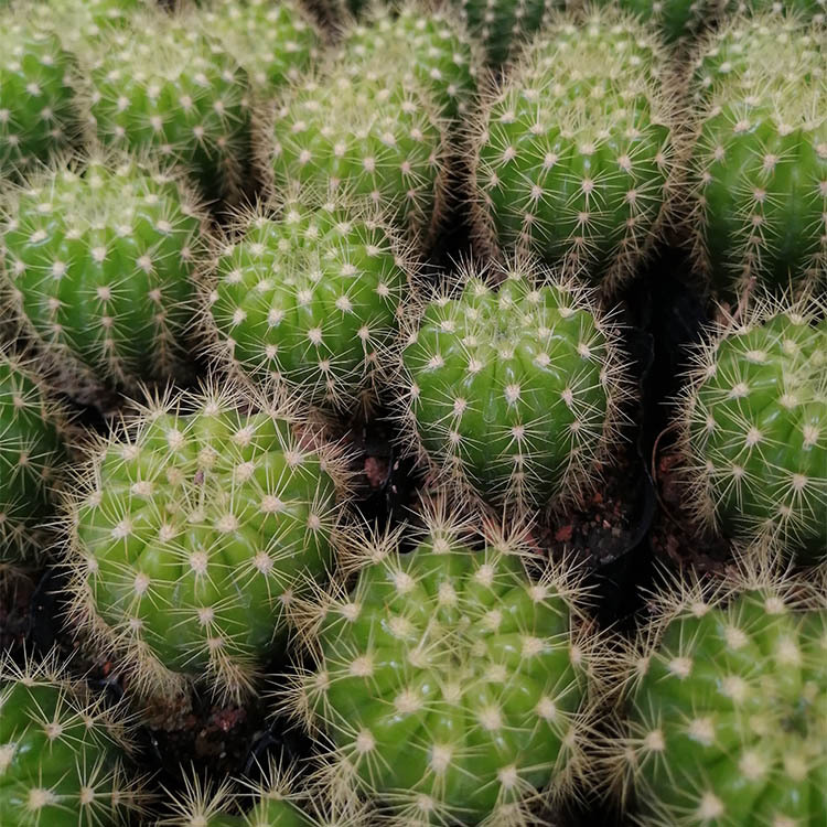 多肉植物批发约4-6cm 自根金盛丸 裸根 园艺仙人球花卉盆栽绿植