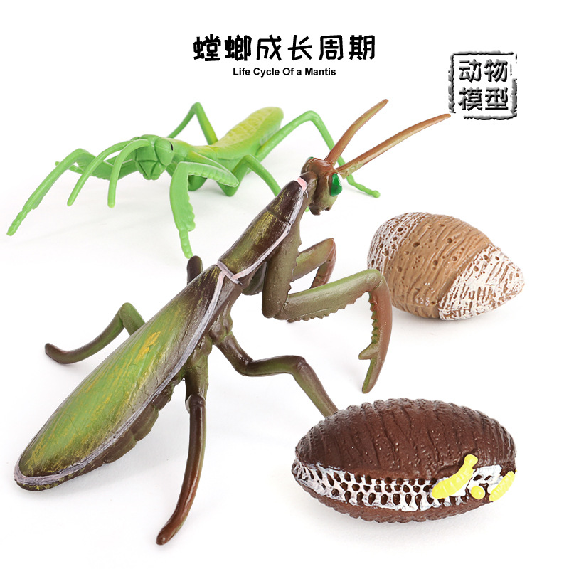 仿真动物模型儿童科教类认知早教玩具螳螂成长周期昆虫生命周期