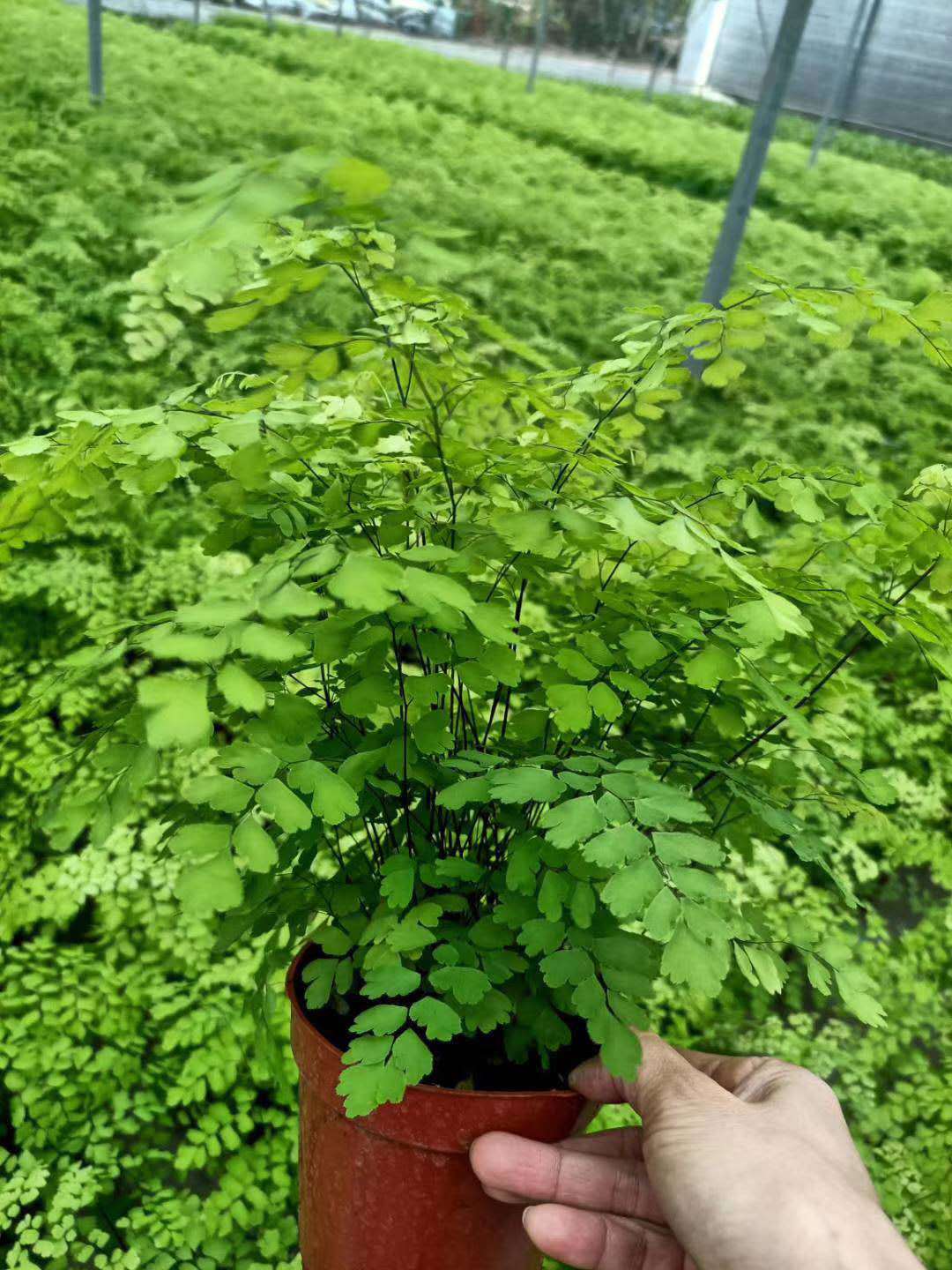 广州基地直供 花卉盆栽植物 绿化工程 专用蕨类 120飞雪铁线蕨