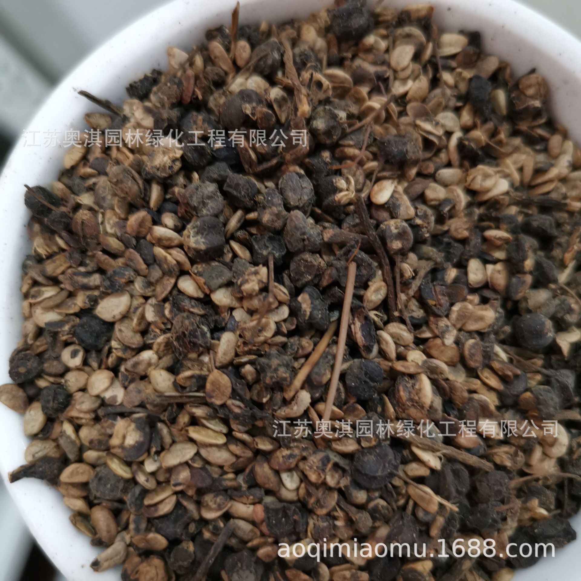 八角金盘种子手树金刚纂种子花灌木保质保量量大优惠货到付款