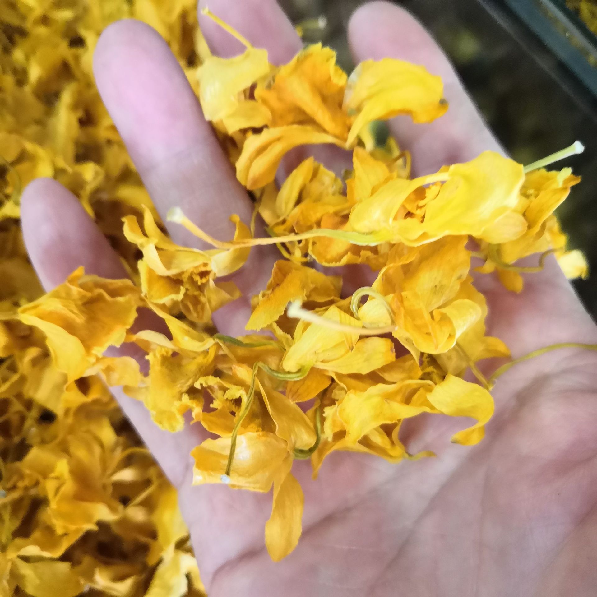 中药材石斛花鼓槌花石斛鼓槌花浙江石斛花批发零售