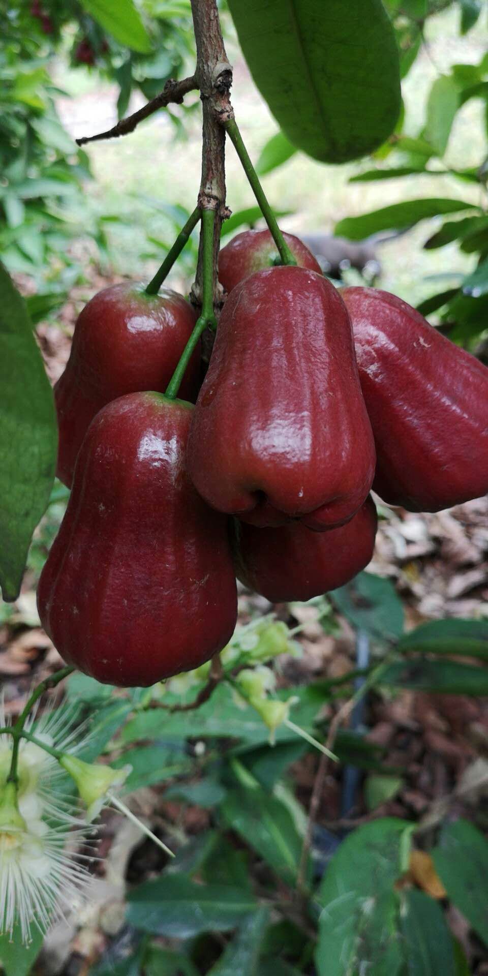 莲雾黑金刚莲雾5斤新鲜现摘当季雾莲果孕妇水果带箱热带特产海南6