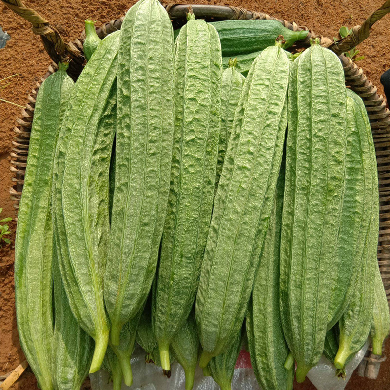 泰国长棱丝瓜种子家庭菜园金门菜瓜水瓜角瓜棱角丝瓜蔬菜种孑