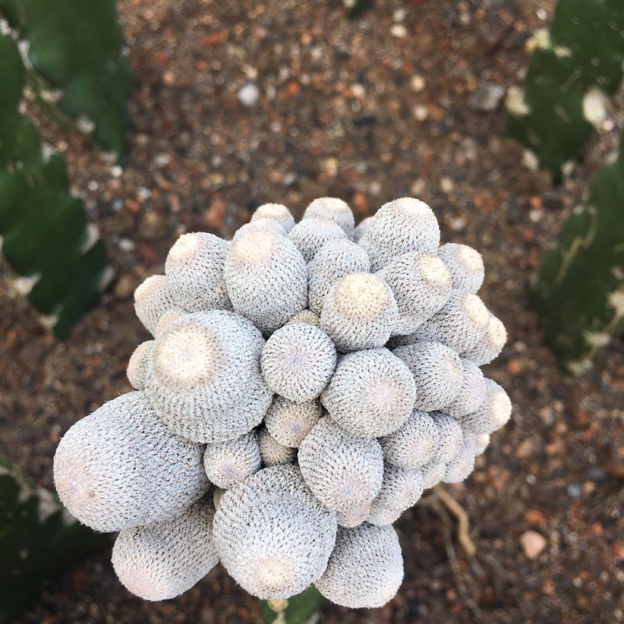 嫁接小人帽多头带三角柱仙人球多肉植物绿植小盆栽