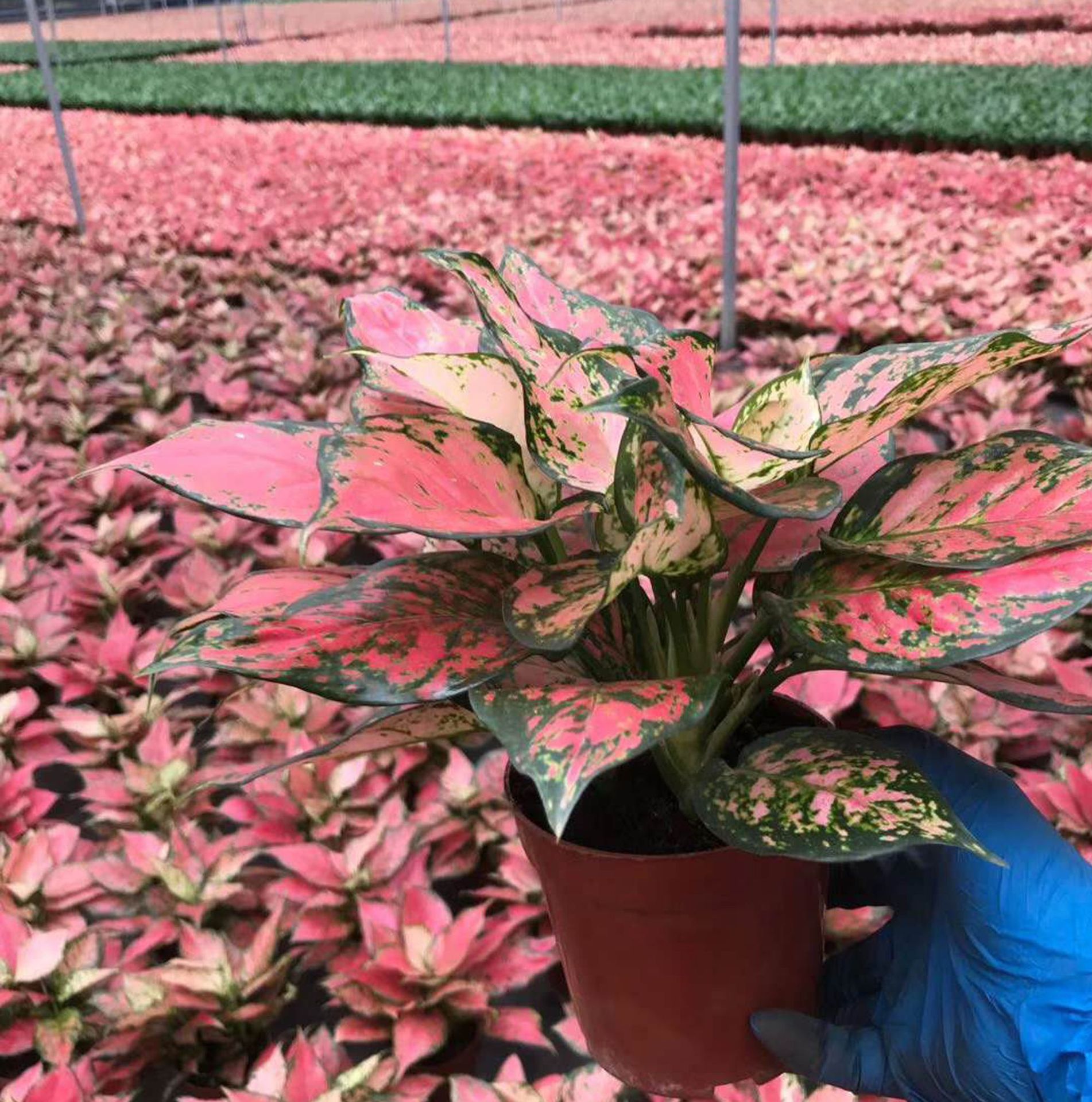 基地直供观叶植物绿化墙花卉盆栽居家花卉植物如意盆栽120如意