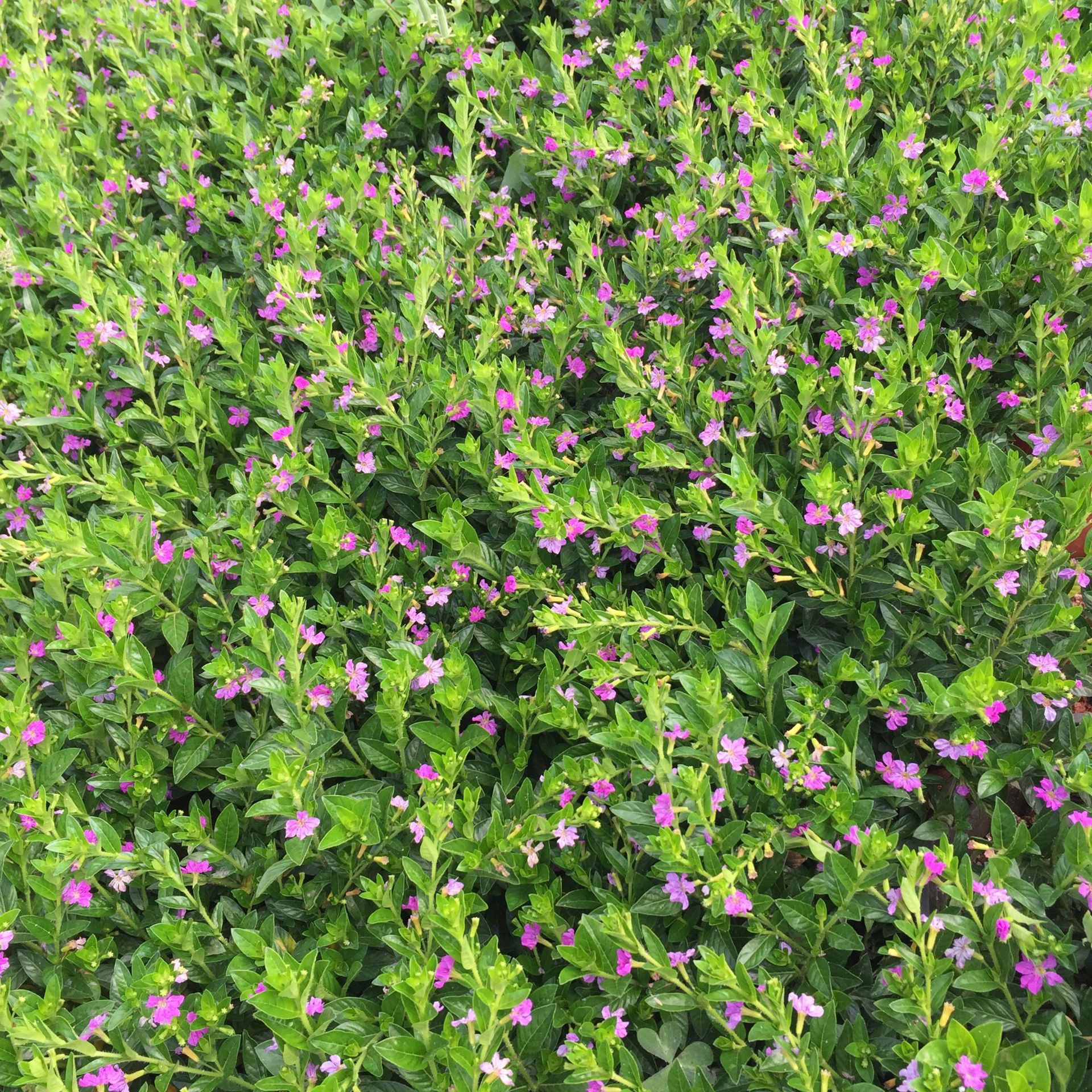 满天星 雪茄花 观花植物四季开花不断 带花苞 云南基地直销-阿里巴巴