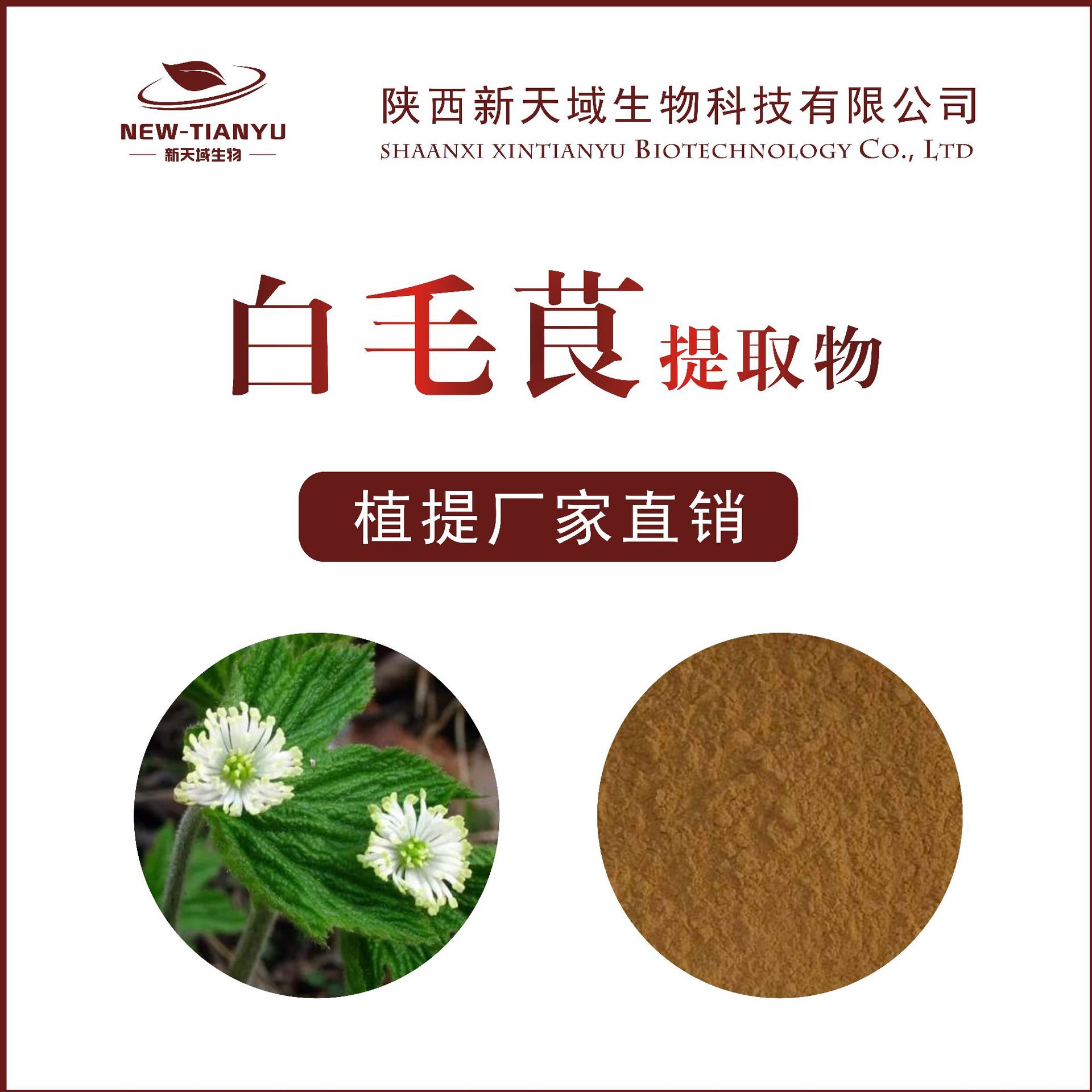 白毛茛提取物 白毛茛浸膏 植提厂家现货供应 浓缩粉