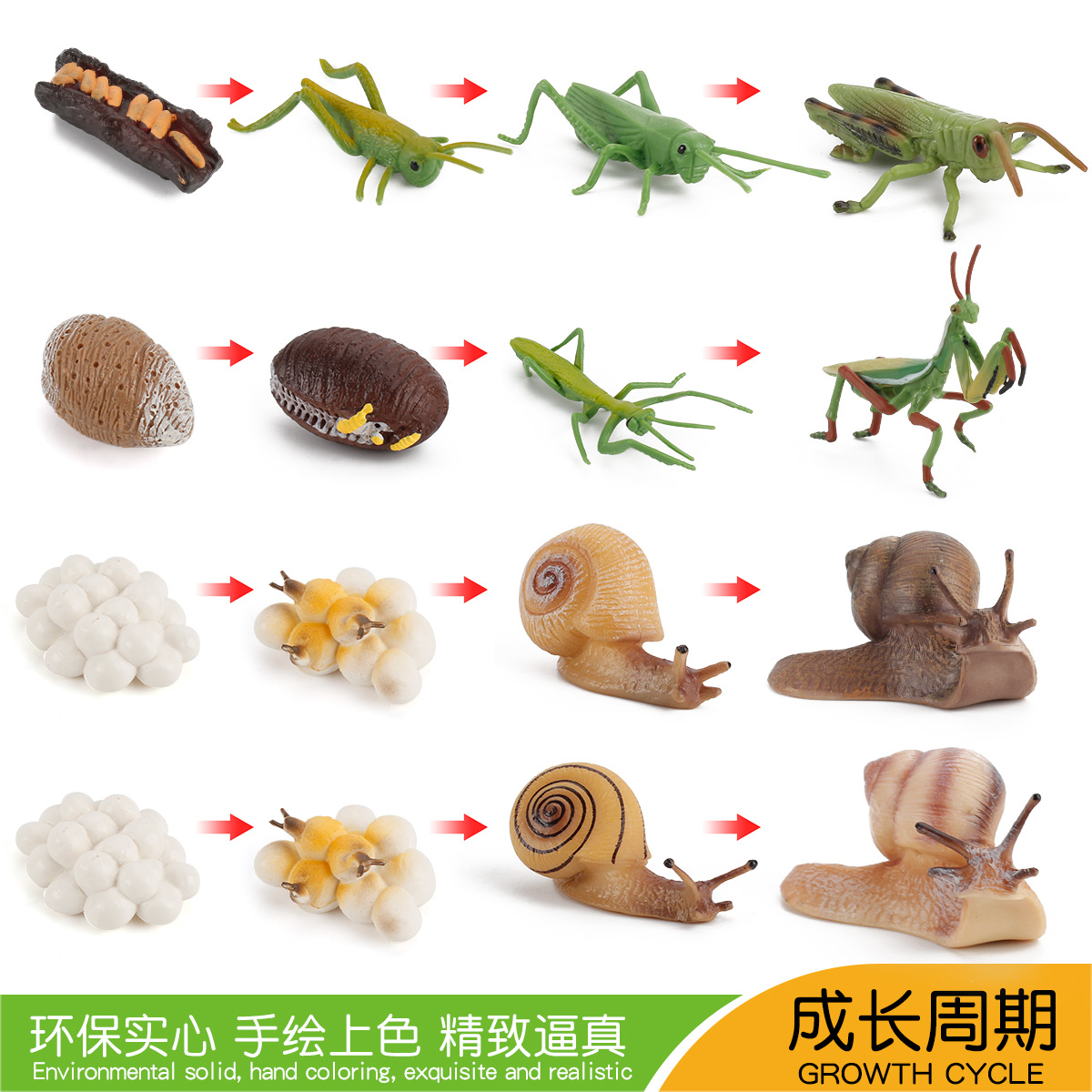 跨境儿童科教仿真蚂蚱螳螂蜗牛成长周期模型动物昆虫生命变换玩具