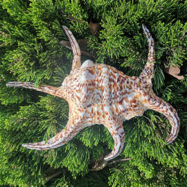 a大六角螺 海螺贝壳大海螺橱窗摆件拍摄道具 水字螺 厂家批发