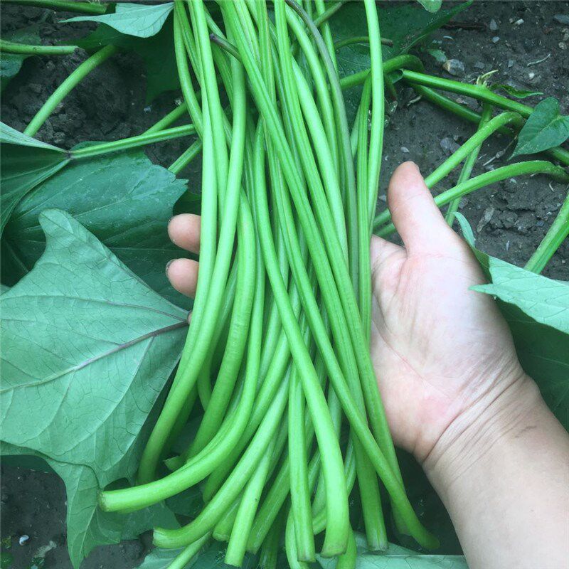 地瓜梗新鲜红薯杆食用现摘山东省红薯梗药用农家番薯梗带箱6斤装