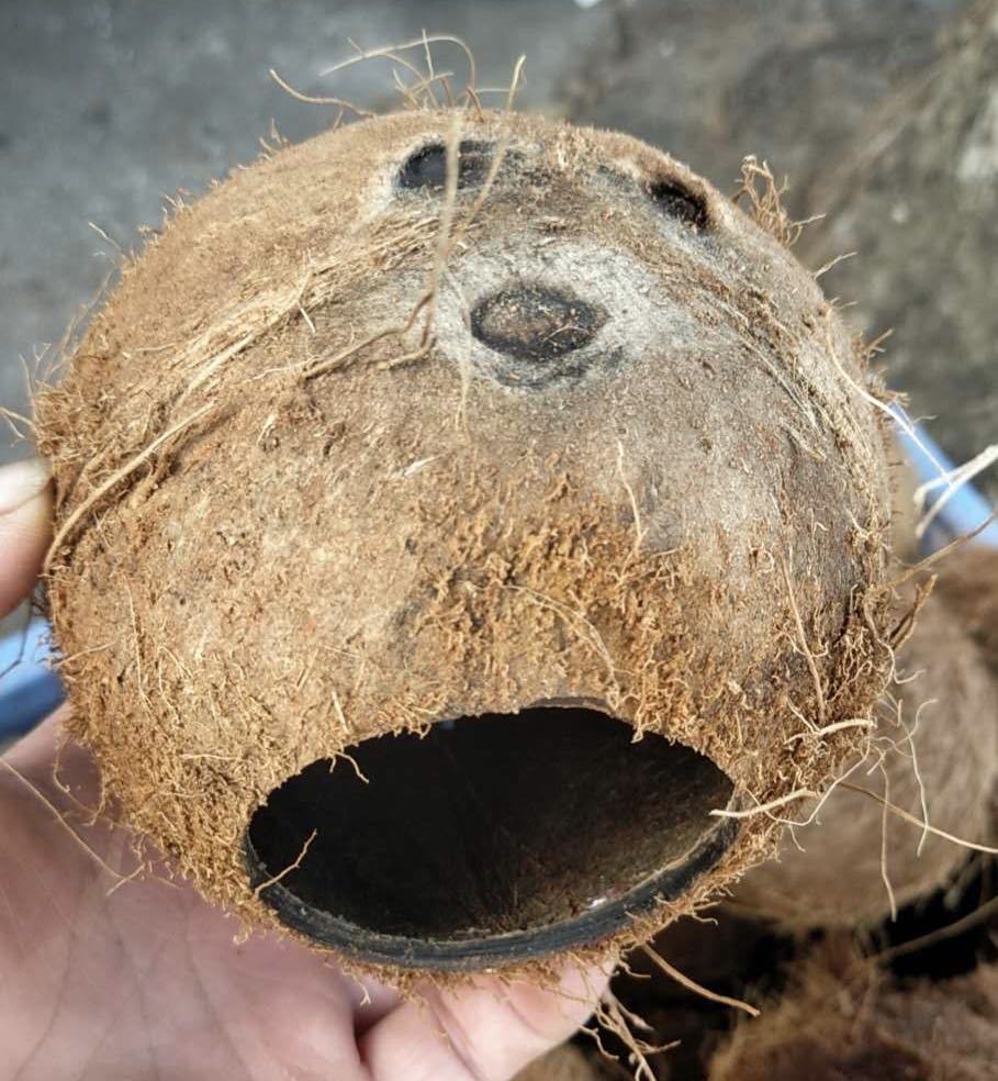 天然小号椰子壳繁殖窝宠物用品用具(不包邮)