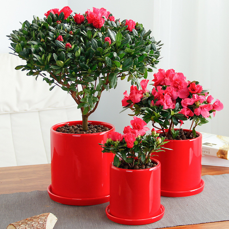 批发比利时盆栽杜鹃花 红杜鹃花苗 四季循环开花年宵耐寒花卉植物