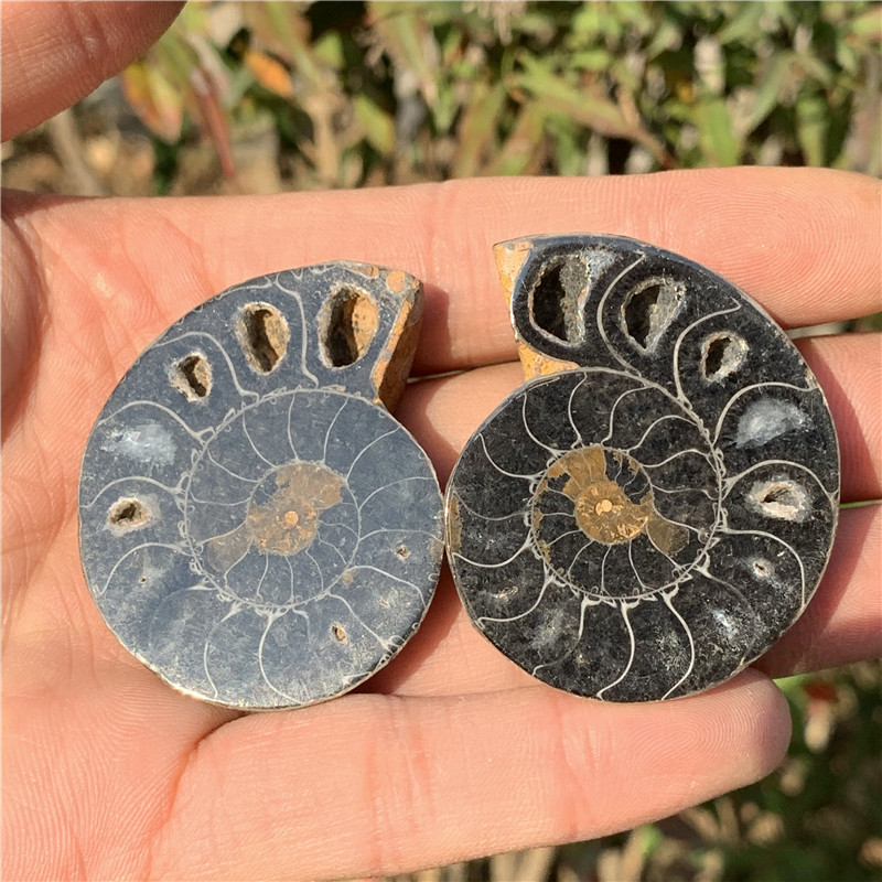 天然黑色菊花石螺化石马达加斯加化石教学标本切片螺