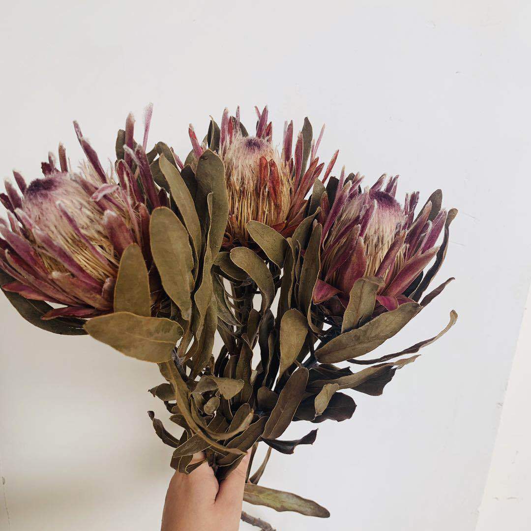 公主干花跨境母亲节帝王花森系自然真花家居装饰插花花艺班克斯