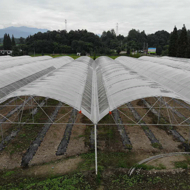厂家直销专业批发蔬菜养殖花卉温室大棚避雨棚生产加工