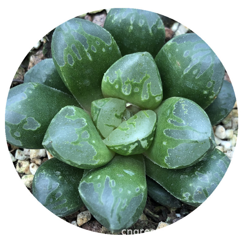 仙人掌及多肉植物-低价批发 多肉植物 十二卷属 高端寿系列品种 绿焰