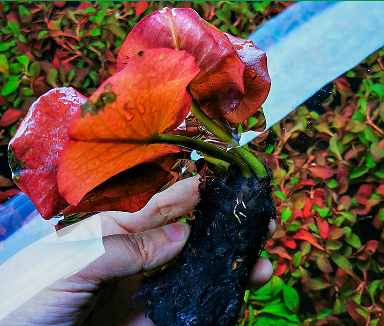 红荷根水草好养耐活睡莲水族箱草缸鱼缸中后景装饰造景植物真水草