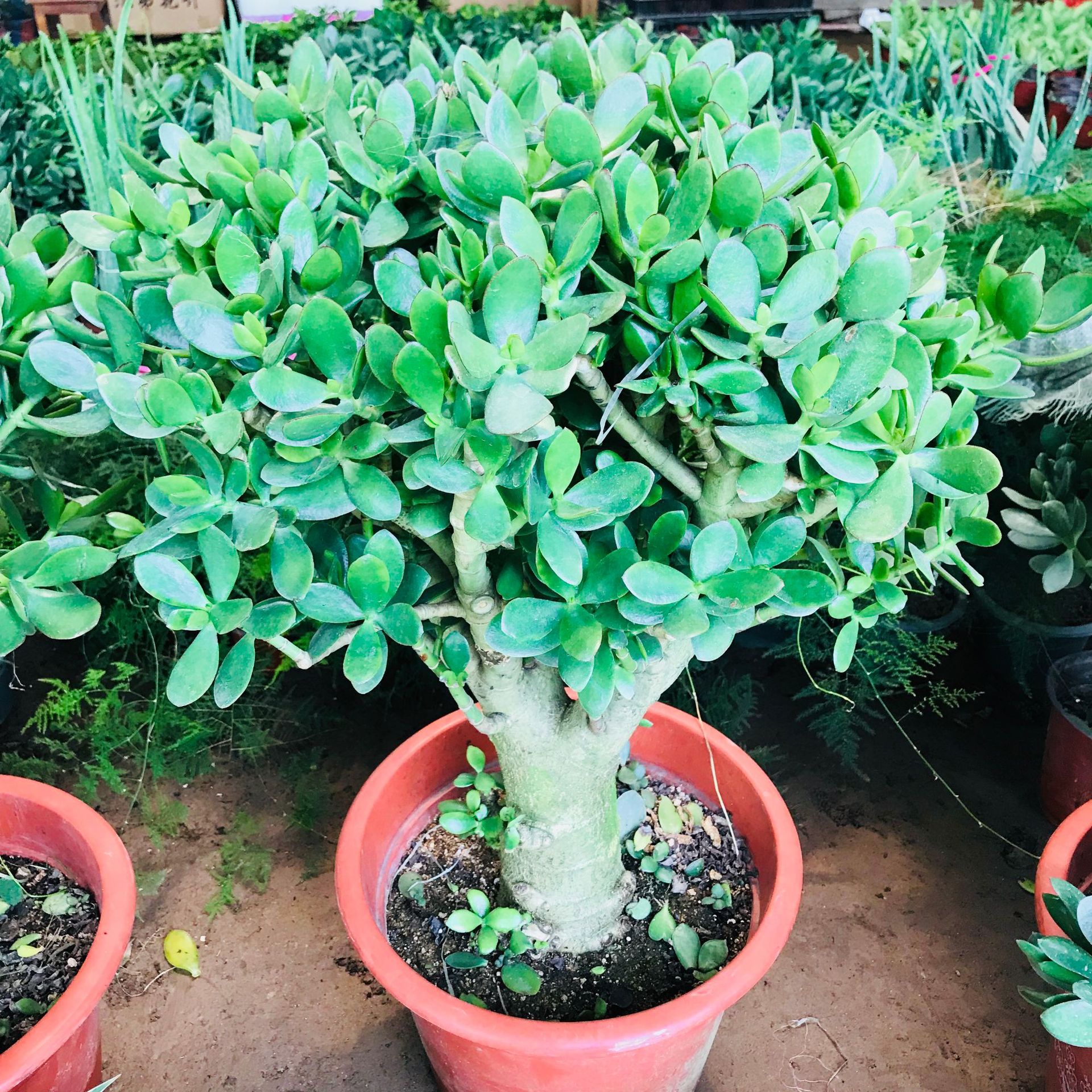 玉树盆栽室内客厅绿植花卉 多肉老桩植物 净化空气防辐射植物盆栽