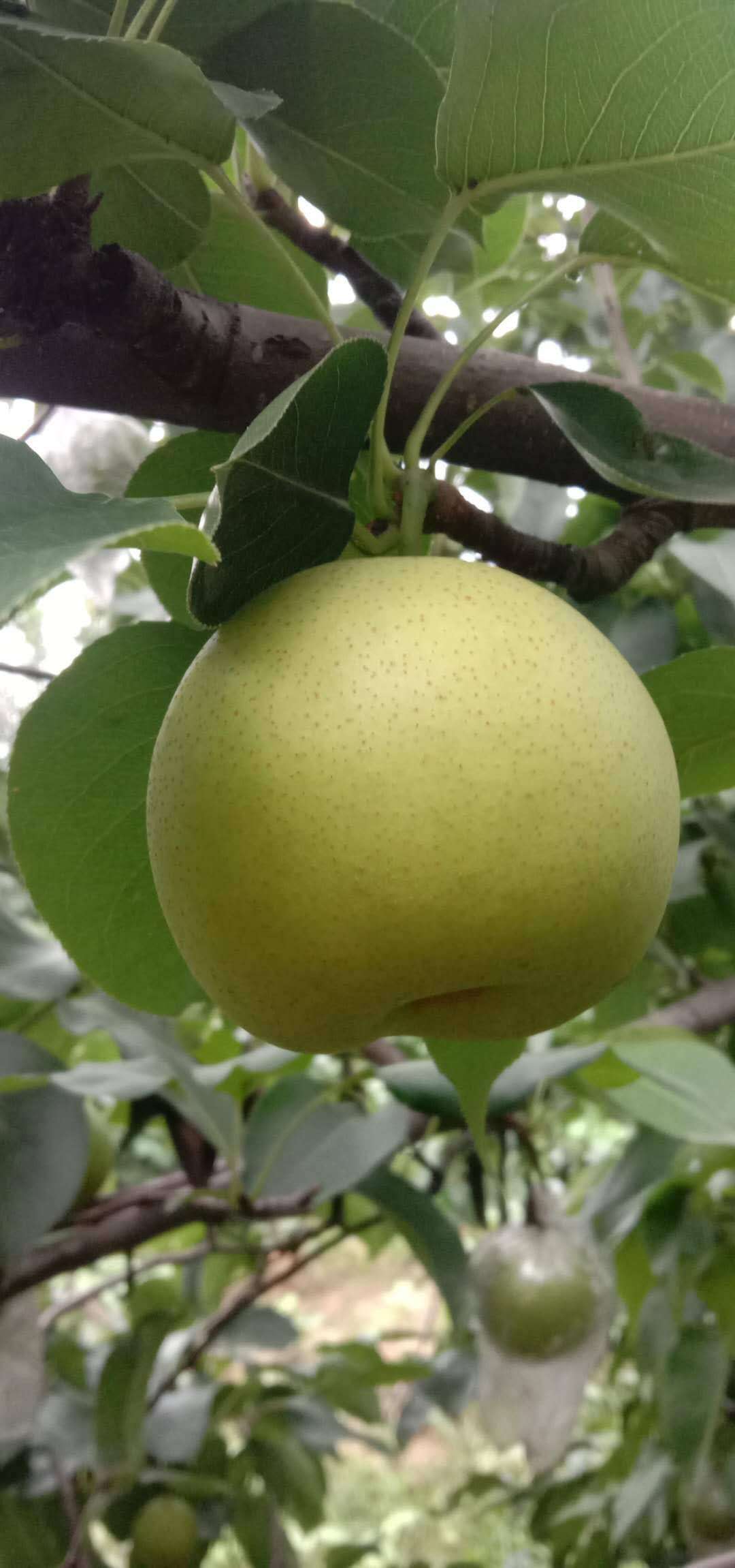 现摘新鲜河北皇冠梨脆甜多汁果肉细腻雪梨当季水果皮薄肉厚皇冠梨