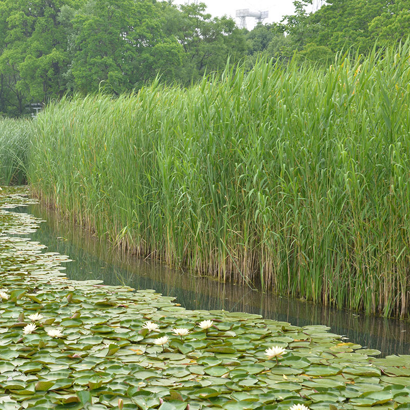 基地直发水生植物 水生芦苇苗 公园水池 水体绿化 芦苇根湿地绿化