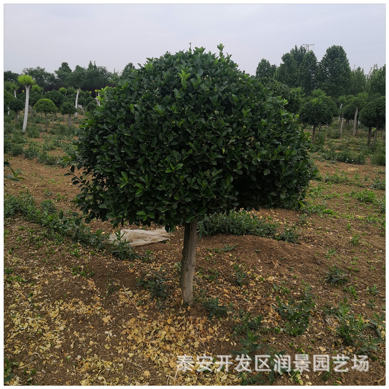 供应高杆卫矛球价格 造型高杆 扶芳藤球 高杆冬青球基地-阿里巴巴