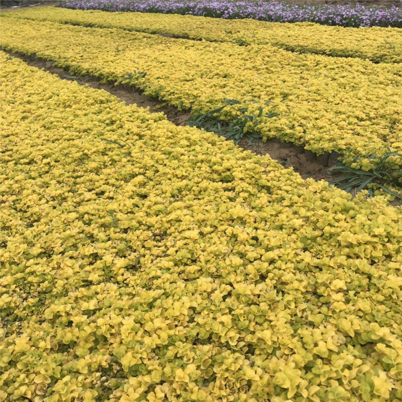 地被植物金叶过路黄 金叶过路黄公园绿化 过路黄彩叶地被植物