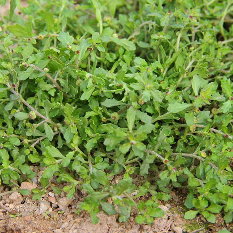 鹅不食草新鲜鸡肠草种植中药材满天星山东省胡荽500克装顺丰包邮