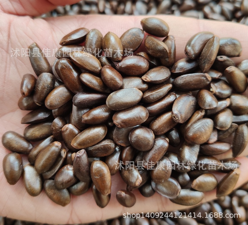 优质释迦果种子 佛头果 番荔枝种子 赖球果 释迦种子 1件=1斤