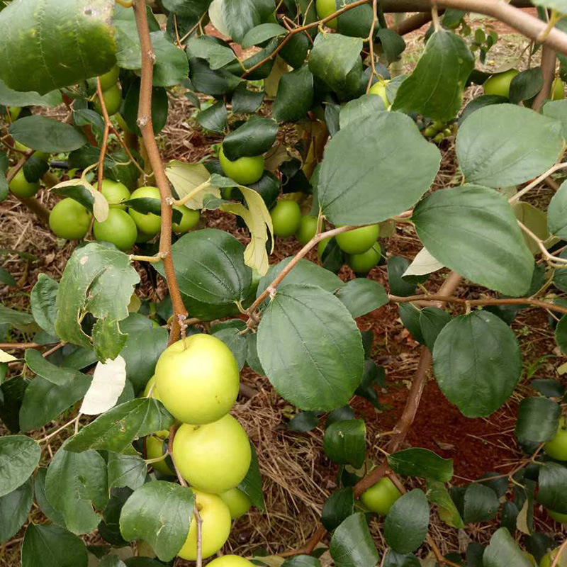 牛奶枣苗 基地批发 大青枣 嫁接苗 改良选育 甜枣 苹果枣果树苗