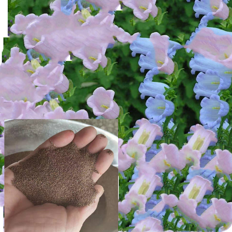 批发风铃草种子 风铃草 春季开花观赏草籽