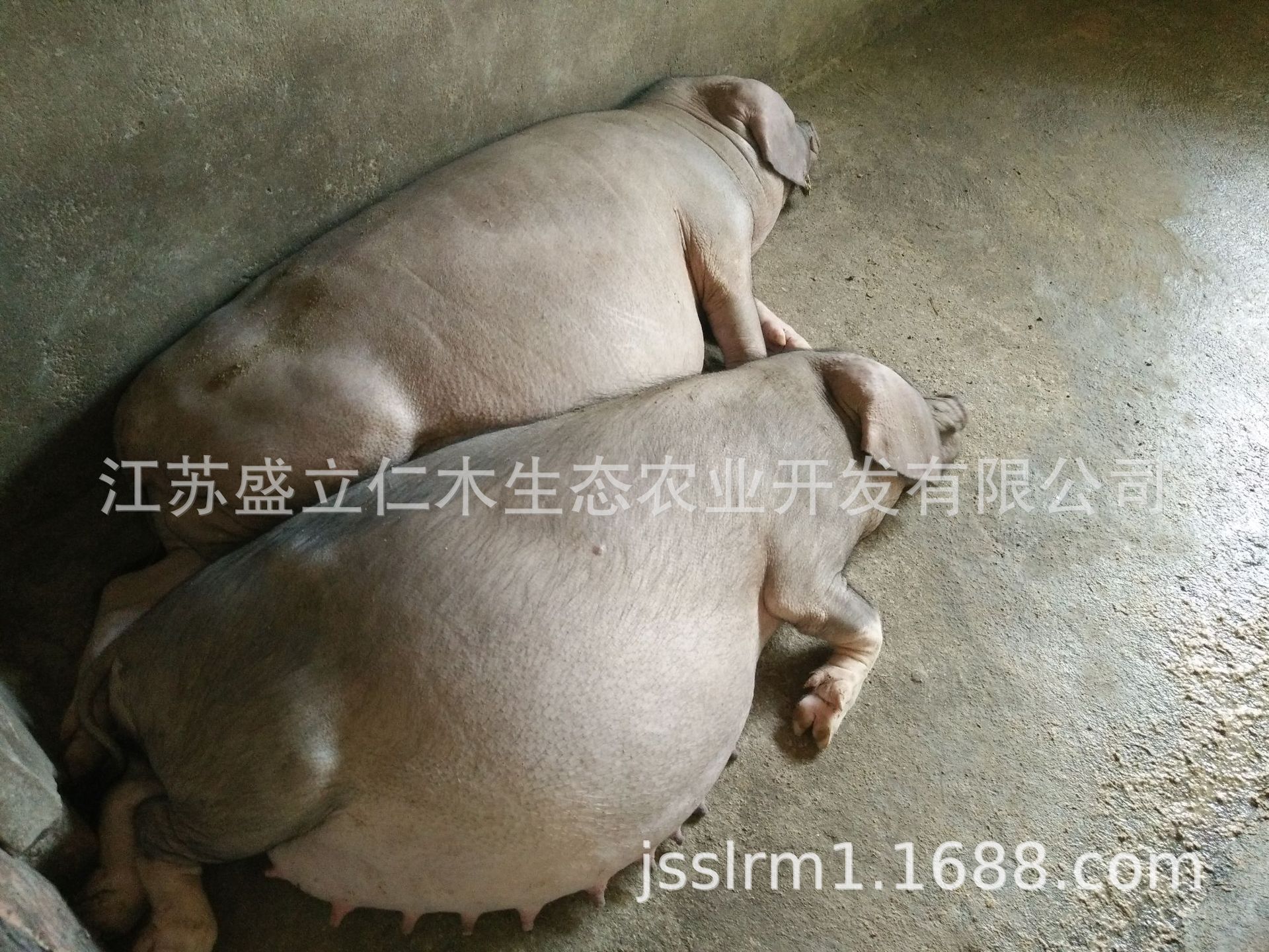 原种太湖代孕母猪 四蹄白梅山母猪 苏太代孕母猪 二花脸母猪批发