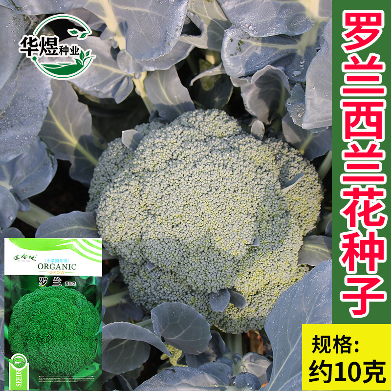 新蔬罗兰西兰花种子厂家批发绿菜花花椰菜花菜种籽菜园蔬菜种孑