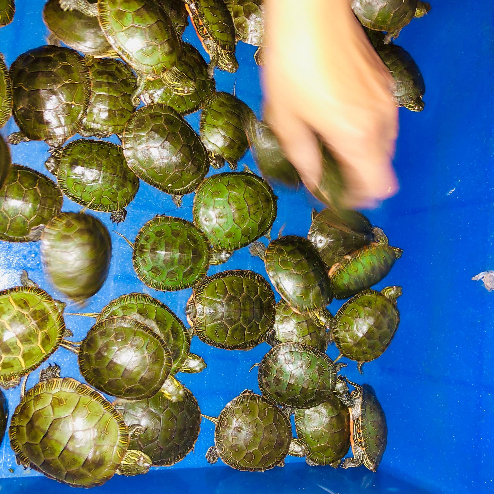 东锦龟乌龟活体深水龟宠物龟观赏龟西部锦龟小乌龟厂家大量批发