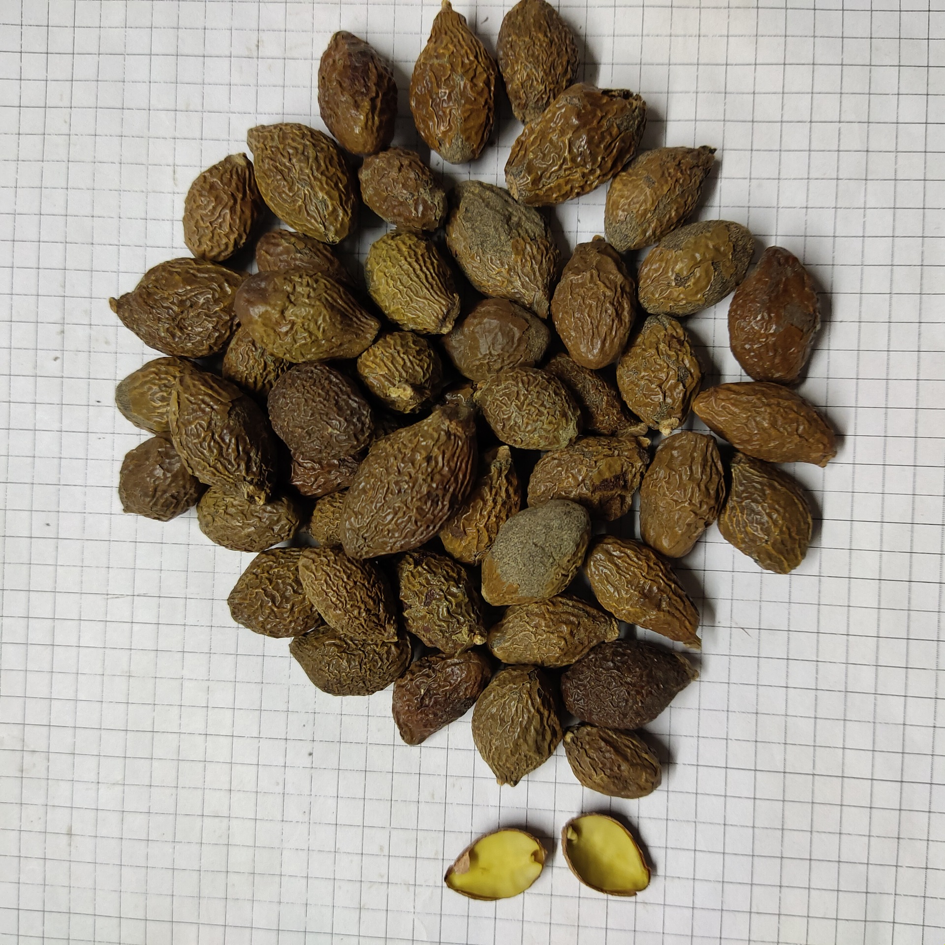 胖大海 pangdahai 产地 广西凭祥市 6月产新 115元每公斤 包邮