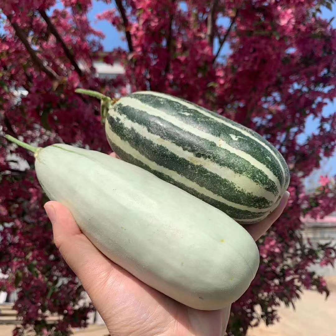 【顺丰】博洋组合 羊角蜜博洋61号 博洋9号 共4.5-5斤 一件代发