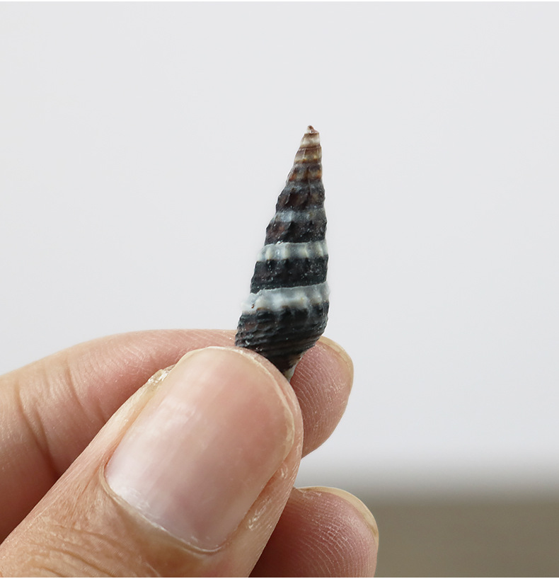 厂家直批天然海螺贝壳标本黑钉螺海螺工艺品配件diy漂流瓶一斤