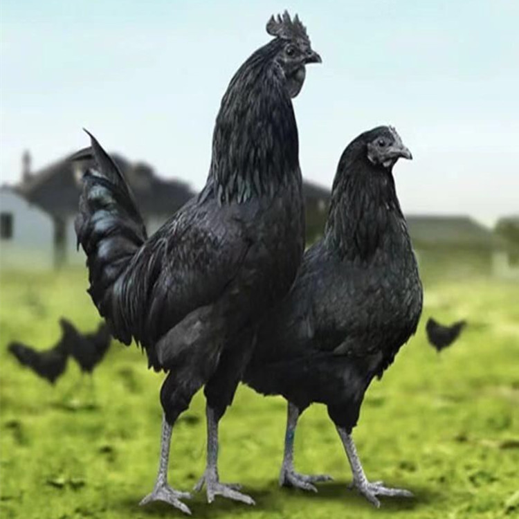 大型珍禽养殖场公羊兔山鸡火鸡孔雀宠物神兽羊驼活体百鸟展矮马0645