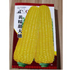 Corn seeds Yellow corn seed seed Wholesale Seeds Vegetable seeds Vegetables seed Corn Corn seeds Yellow corn seed seed Wholesale Seeds Vegetable seeds Vegetables seed Corn