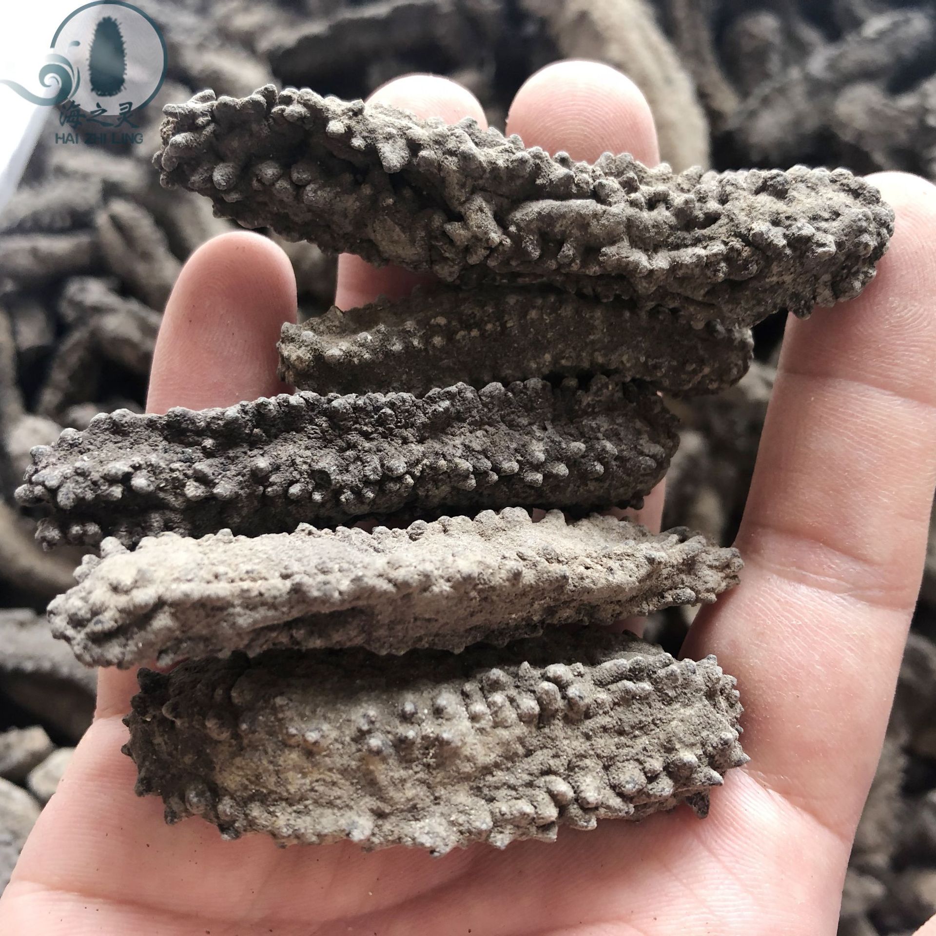 海之灵 批发方刺参非洲淡干小头方刺参90头足干 全国海参干货批发