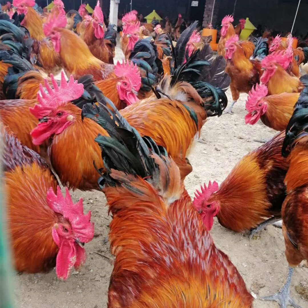 8成交0只山东嘉祥县养鸡场供应红玉公鸡苗 农家散养笨公鸡苗 脱温笨