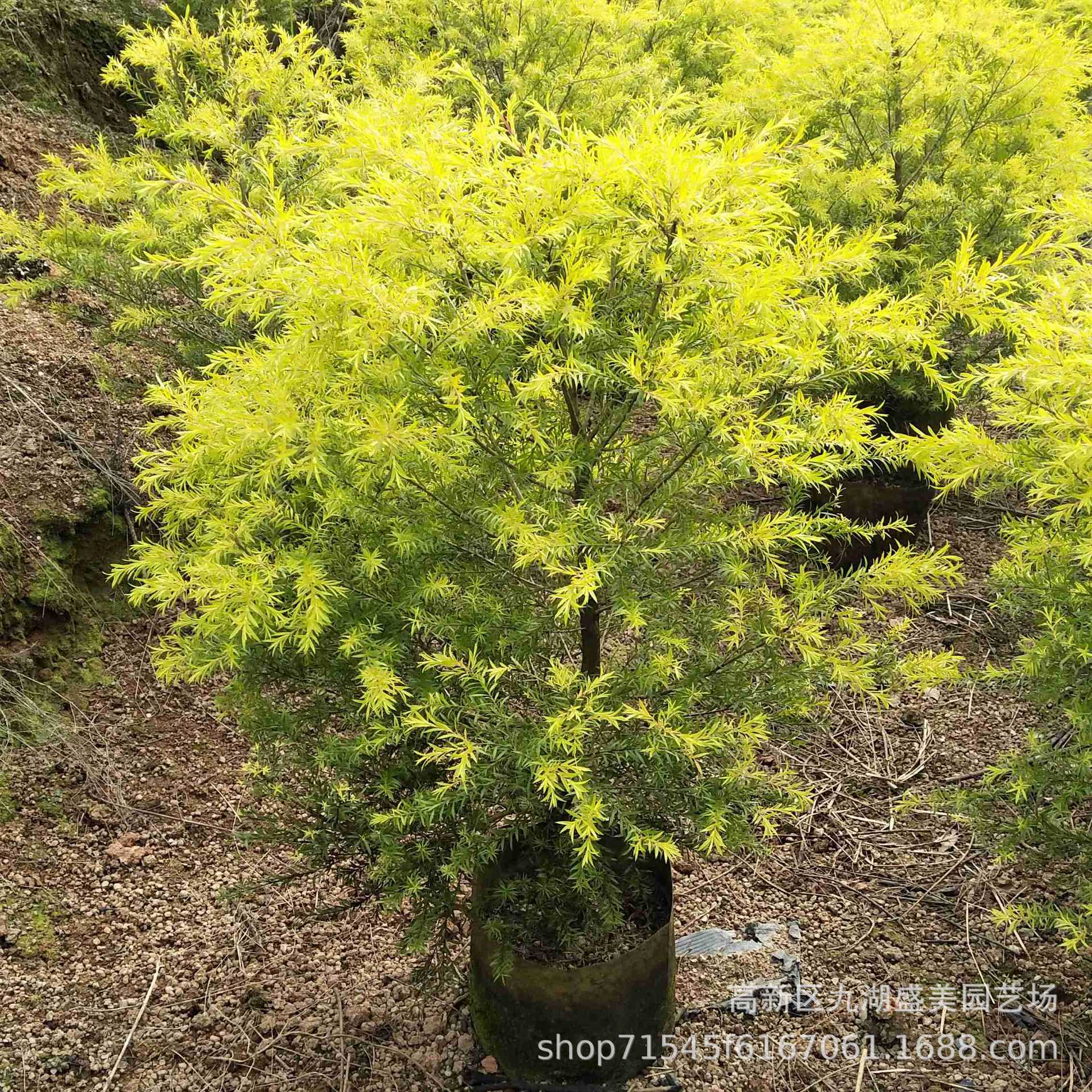 浙江千层金价格 黄金香柳球 贵州千层金树基地 湖北黄金宝树批发