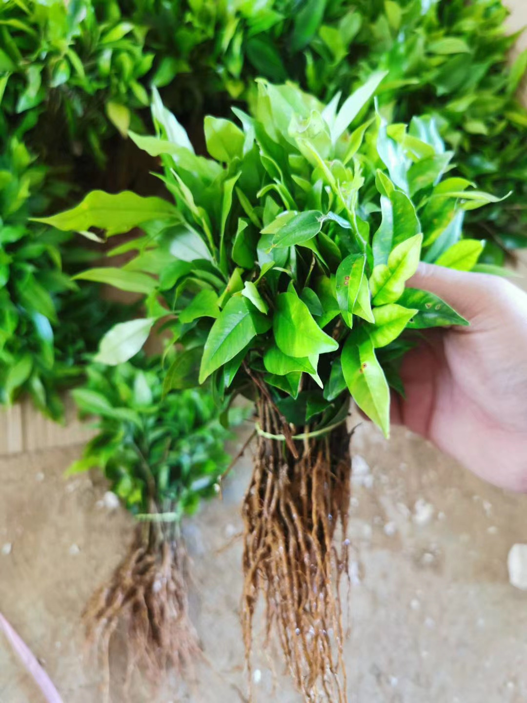 沉香幼苗土沉香芽苗绿化树苗白木香种芽播种苗易成活裸根育种苗