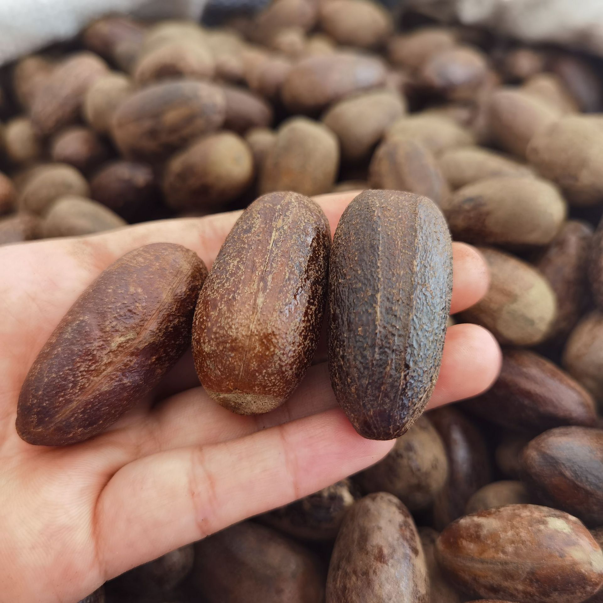 广西香果 长香果香料 玉果炖卤煮火锅麻辣烫汤料调味料