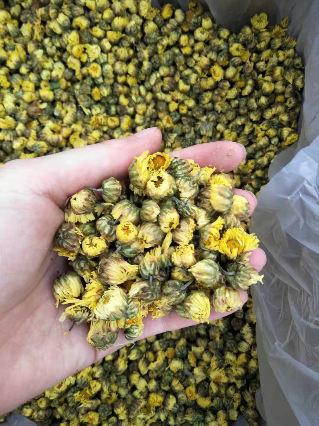 批发苏胎菊干胎菊茶 浙胎菊精选罐装胎菊花茶袋泡茶花茶源头厂家