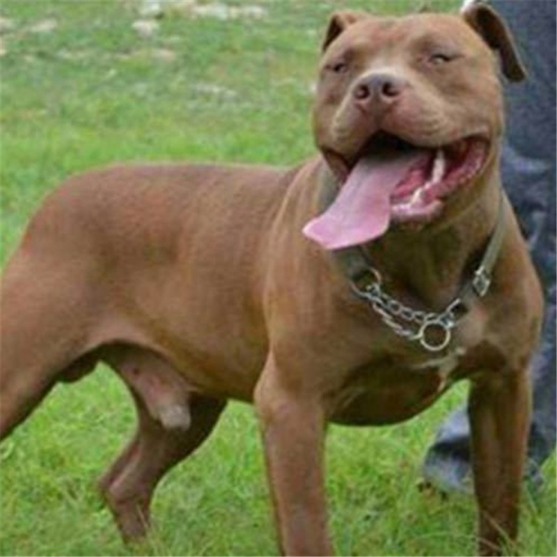 双血统比特犬幼犬活体纯种大体小体比特幼犬巨型斗犬猎犬比特犬