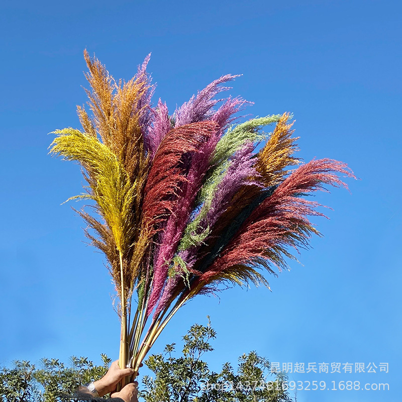 彩色芦竹七彩芦苇铁杆芦苇硬杆芦竹批发婚庆卖场布置蒲苇