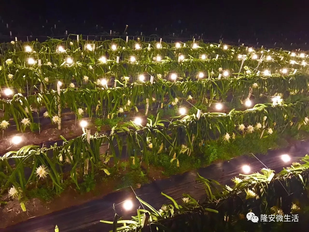 led植物生长灯泡防水火龙果补光灯泡e27大棚植物灯泡催熟促开花