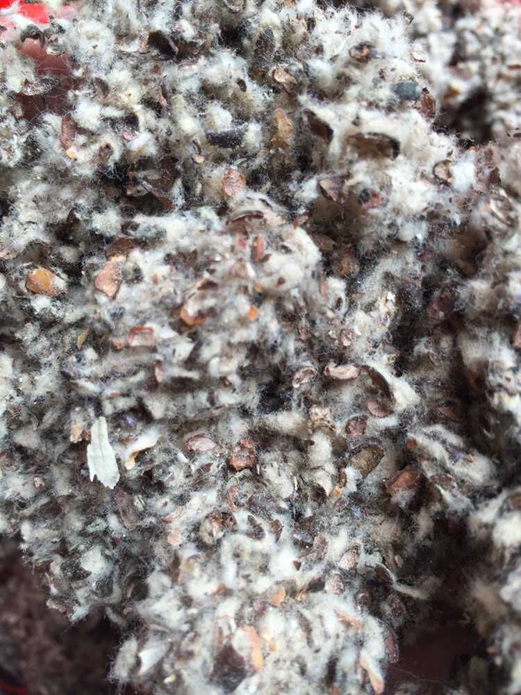 供应棉籽壳 中绒中壳 小壳长绒棉籽壳 食用菌用棉籽壳