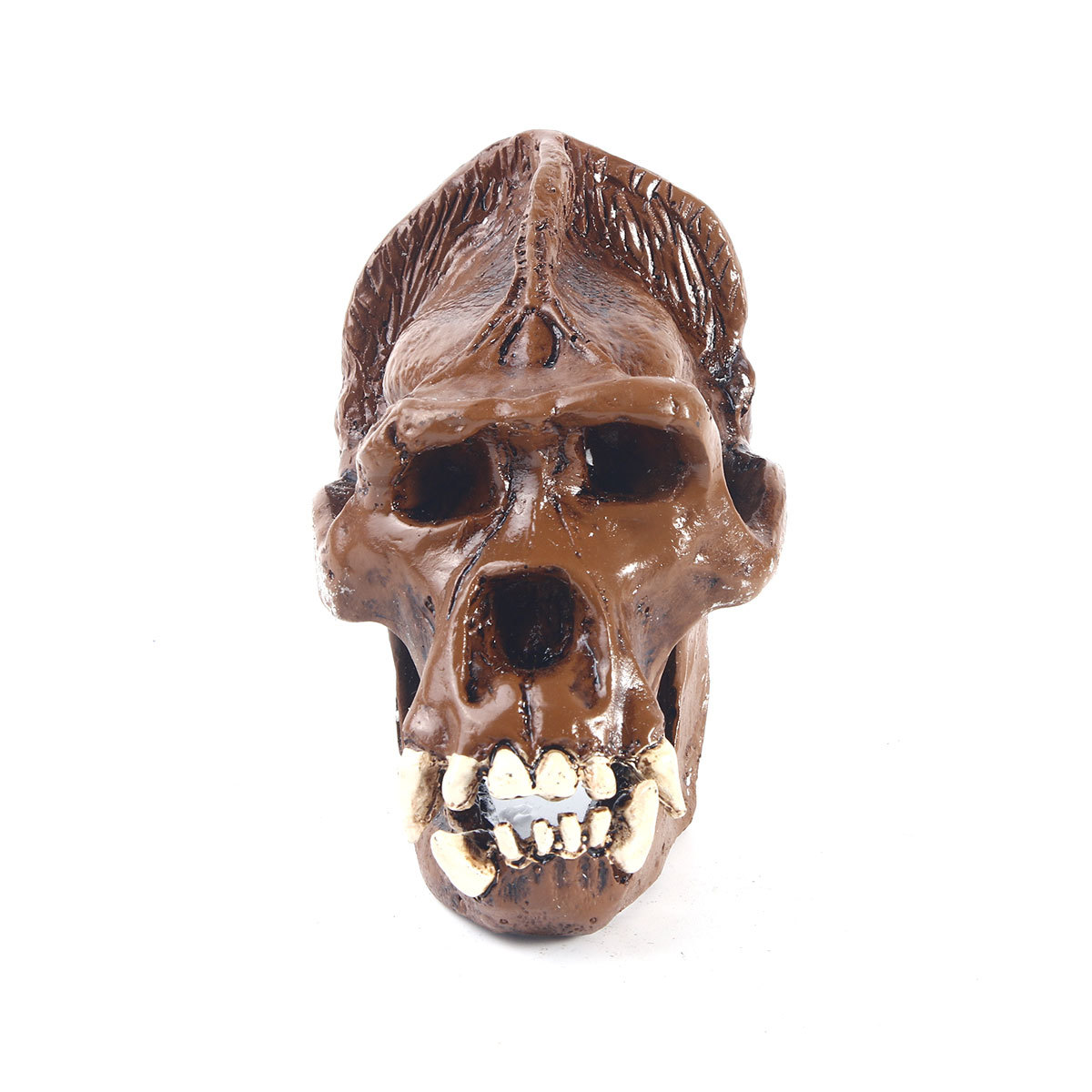 仿真动物大猩猩头骨骨骼骷髅头居家摆件树脂骷颅头医学教学模具